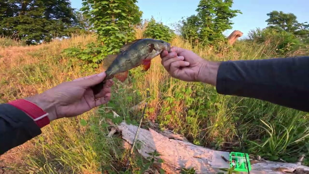 Fishing in Poland | Incredible Eurasian Perch Catch in Gwda River! Unexpected Beaver Encounter!