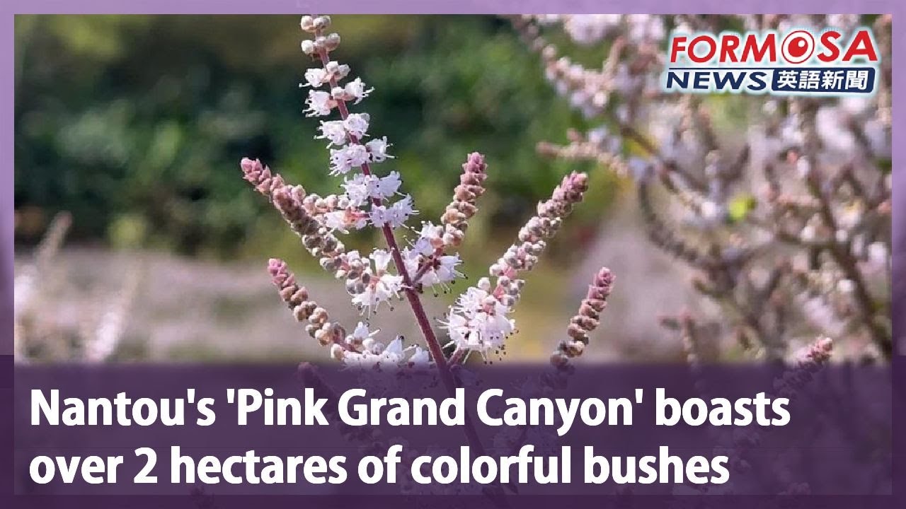 Nantou’s ‘Pink Grand Canyon’ boasts over 2 hectares of colorful bushes｜Taiwan News