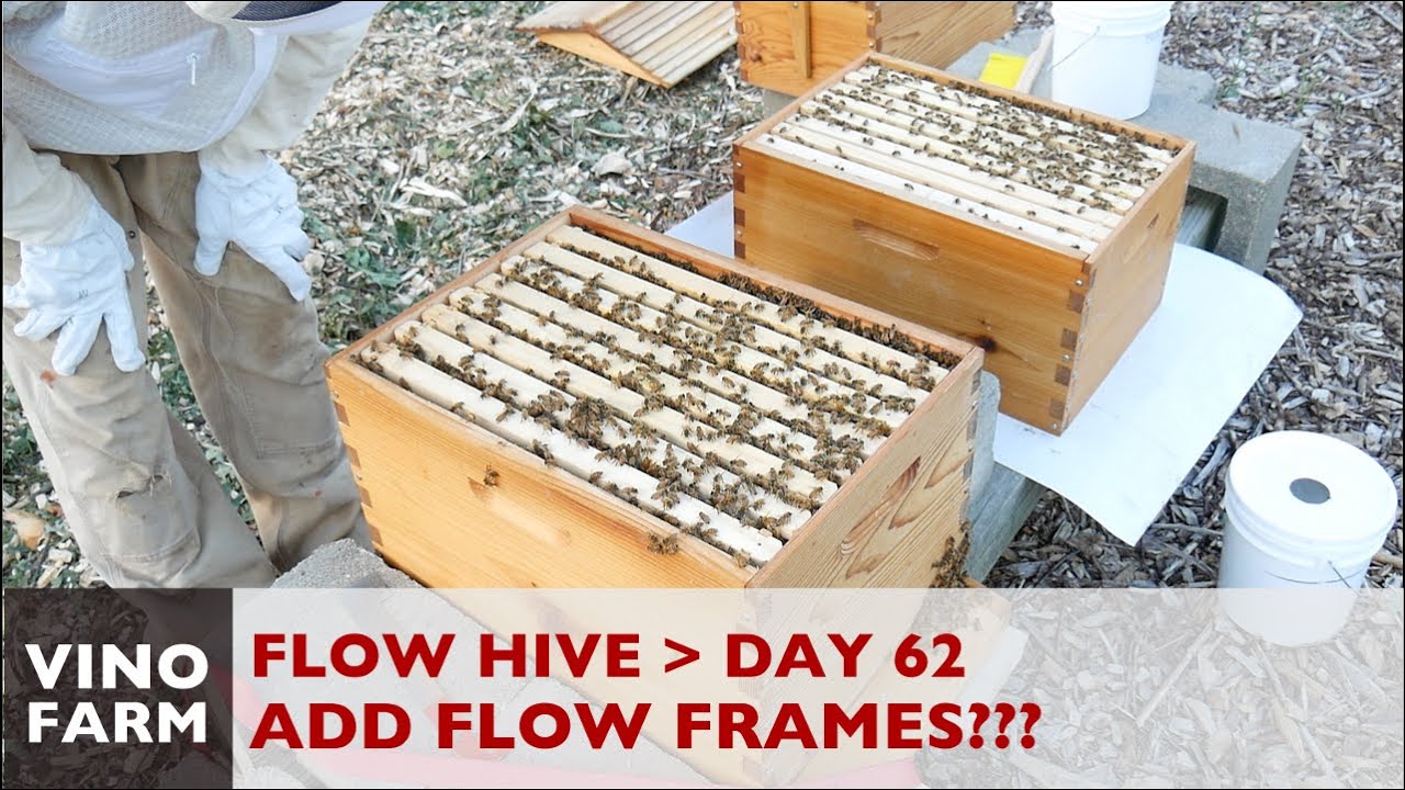 Flow Hive - Time For Flow Frames? - Day 62 - Novice Beekeeping
