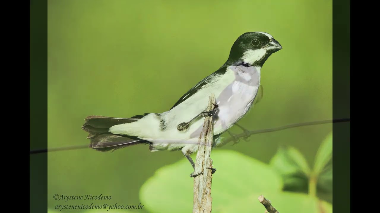 canto do bigodinho , bigodinho cantando muito - esquente seu bigodinho gravado ao vivo na natureza