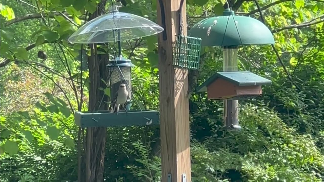 Do Northern Mockingbirds Use Bird Feeders? Watch This One!