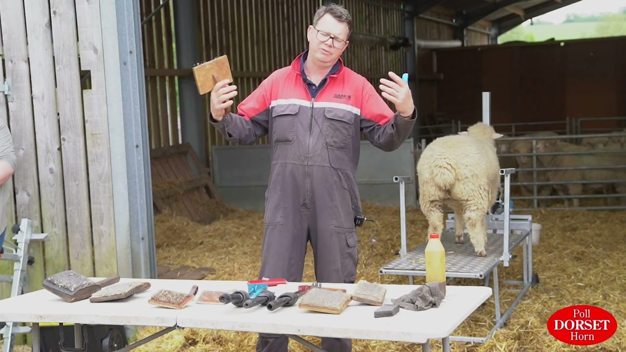 Poll Dorset Trimming Video