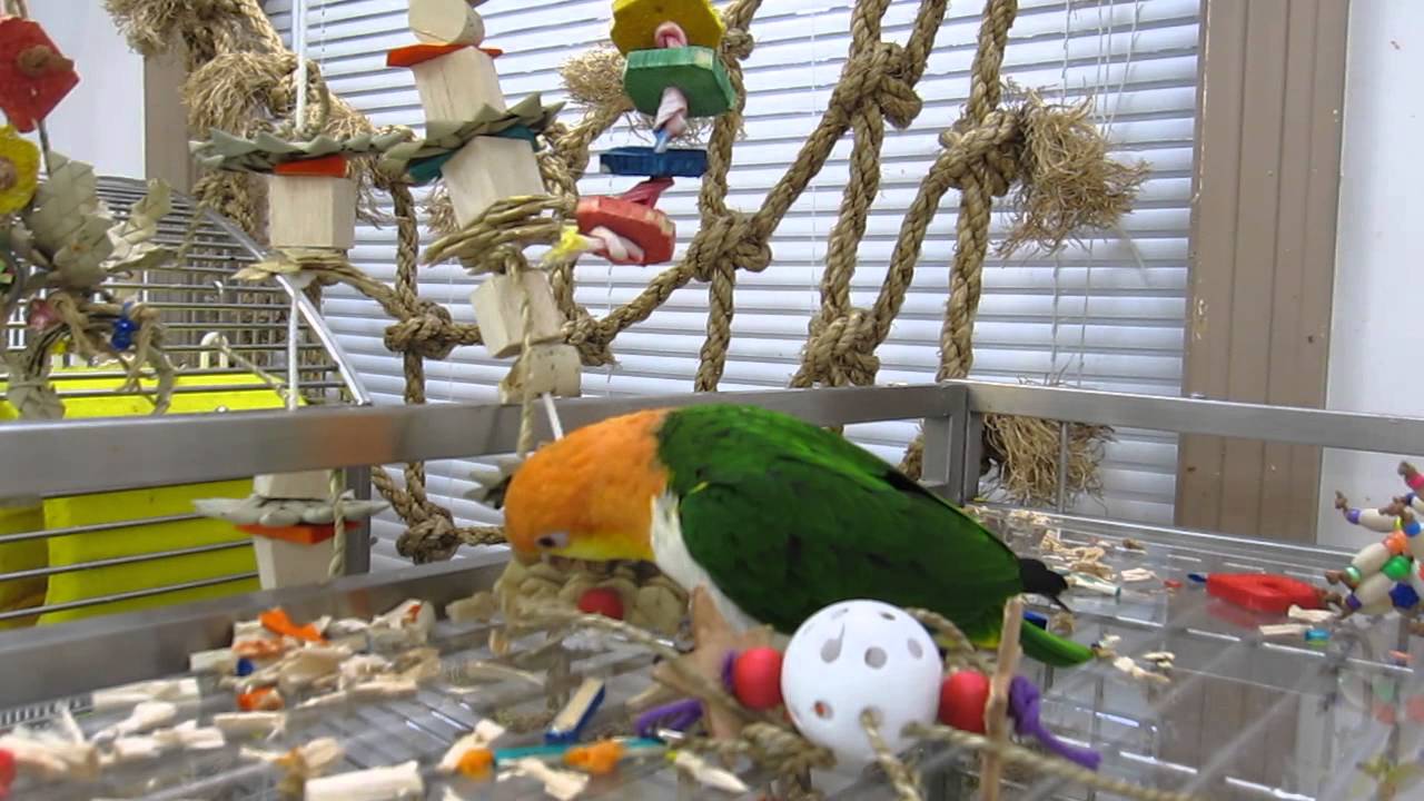 chickie caique with cbt toy