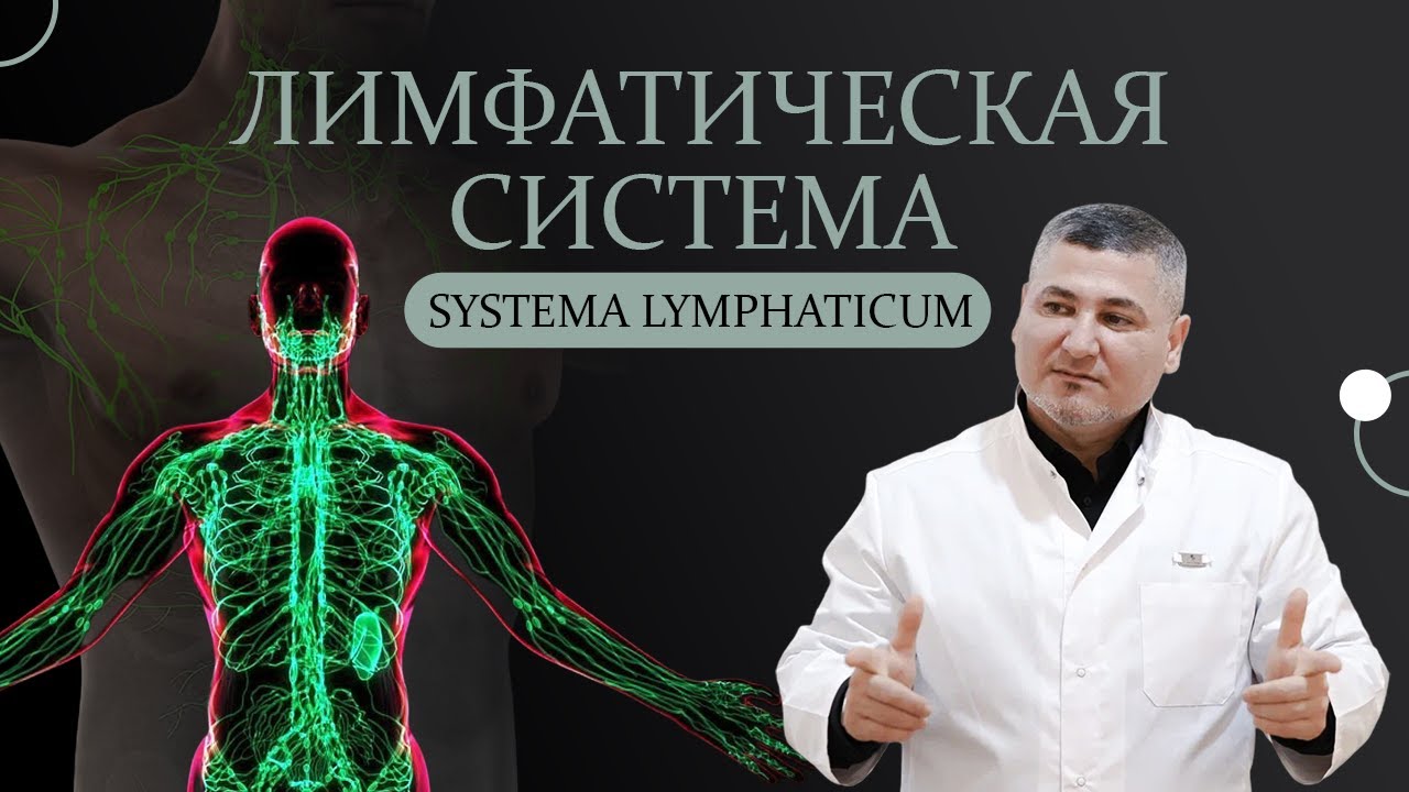 Лимфатическая система. Лимфатические узлы. Лимфатический