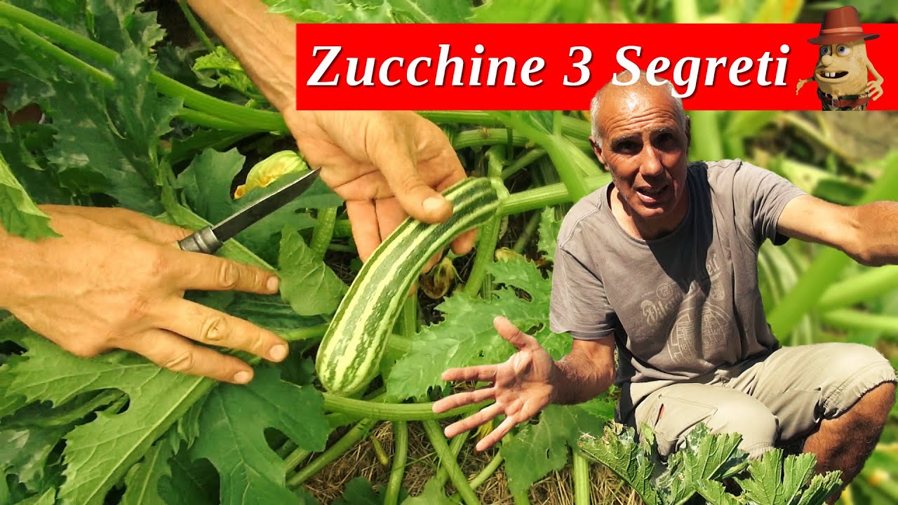 I 3 SEGRETI per avere un'ottima Produzione di ZUCCHINE