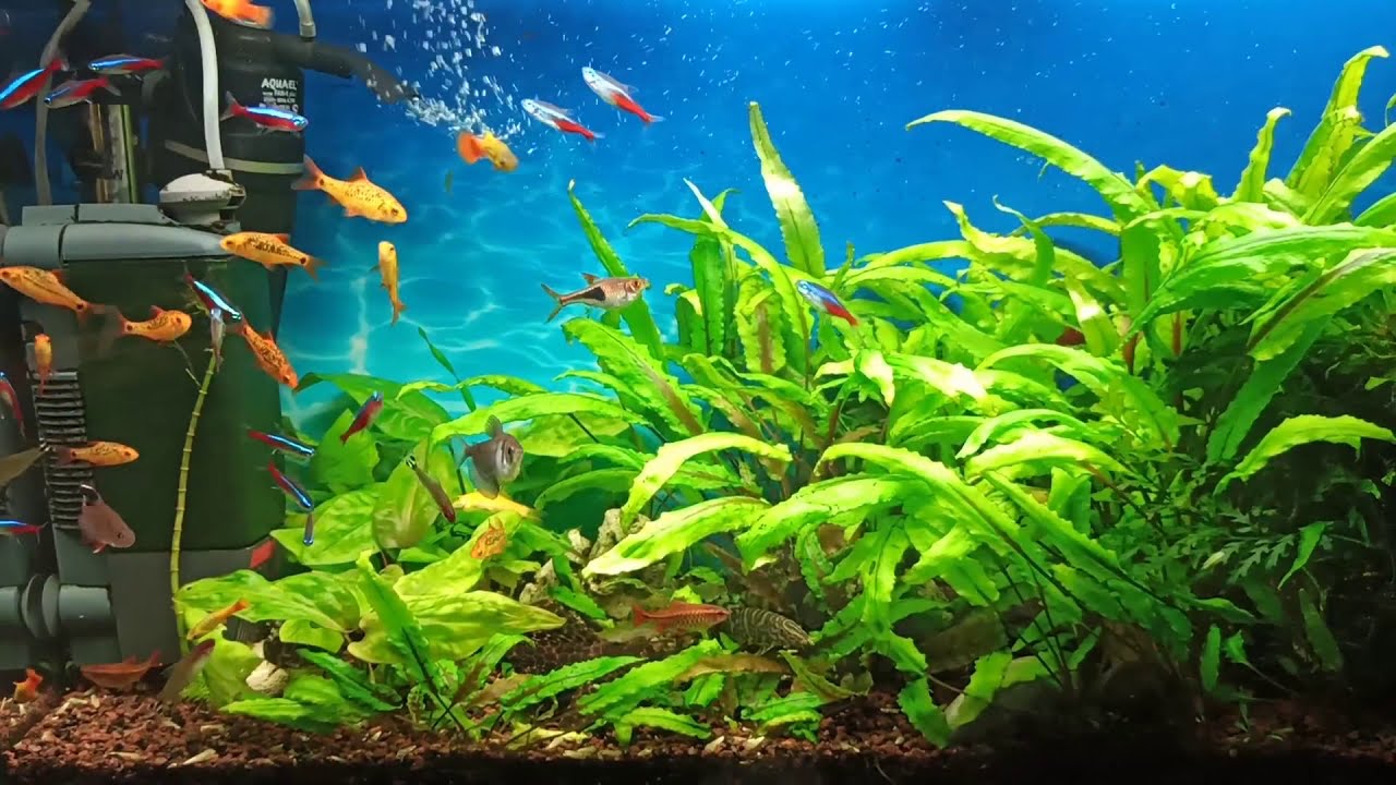 Простой уход за аквариумом/Мой 100 л аквариум/Simple aquarium care/My 100 l tank.