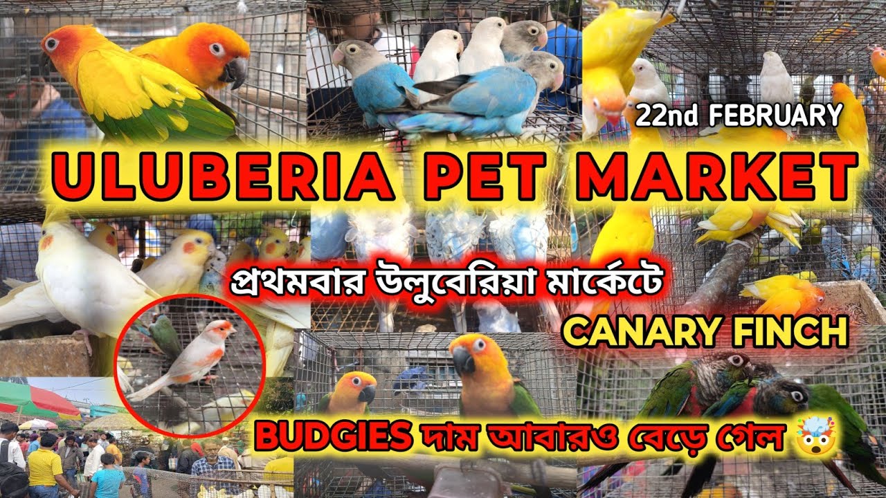 ULUBERIA PET MARKET BIRDS PRICE UPDATE ON 22nd  FEBRUARY #cheapestprice #uluberia_pet_market #birds