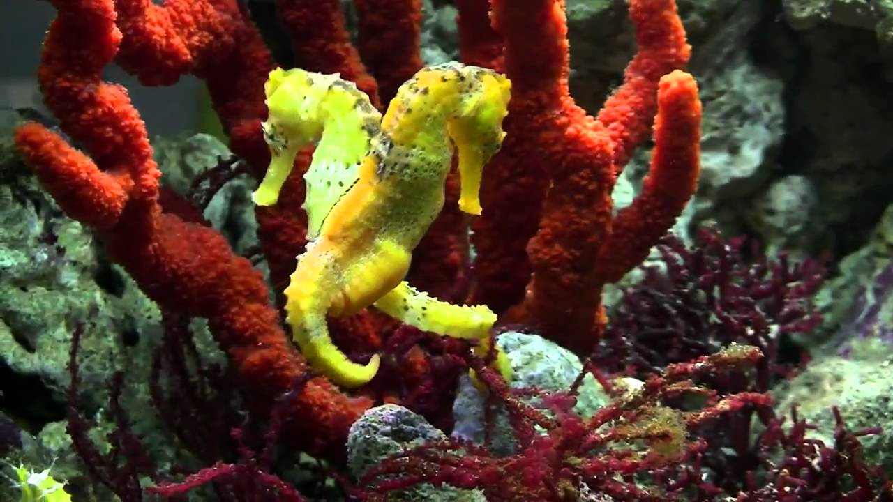Seahorse Mating Dance