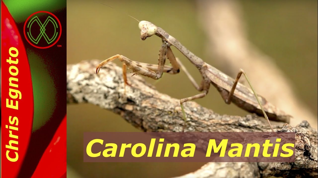 Praying Mantis Laying Eggs! - Stagmomantis carolina