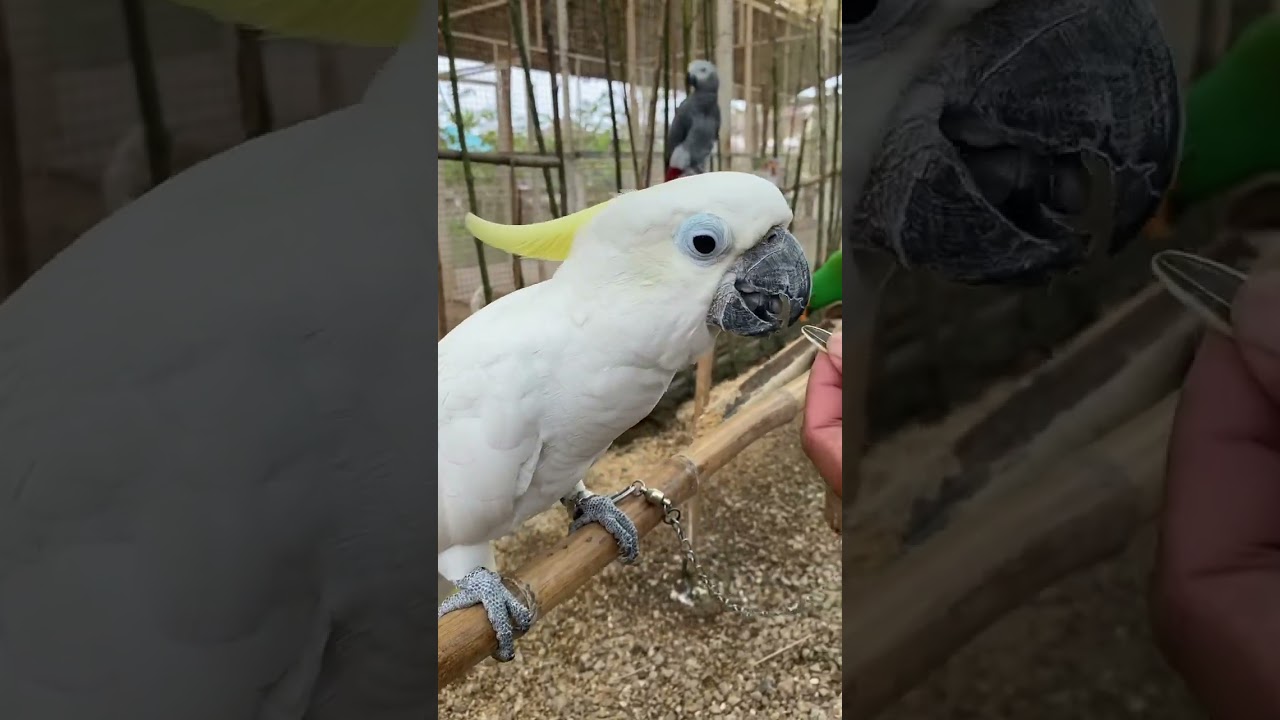 burung kakatua #batamtrip #batamzoo #familyadventure #visitbatam #wisatabatam #batam #visitbatam
