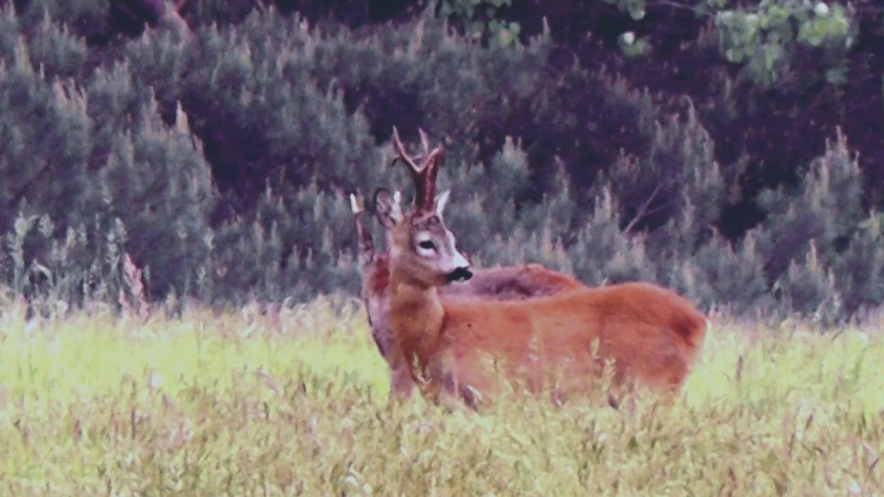 polowanie na kozła/ rogacza-Gorlice / Rehbock  jagd in Polen-Gorlice/ roehbuck hunting ,Poland