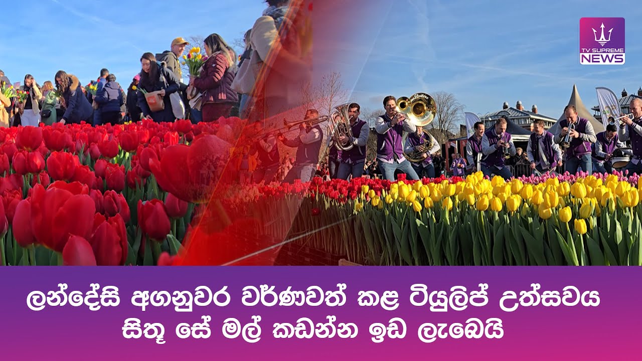 ලන්දේසි අගනුවර වර්ණවත් කළ ටියුලිප් උත්සවය - ටියුලිප් පැළ ලක්ෂ 2ක් - සිතූ සේ මල් කඩන්න ඉඩ ලැබෙයි