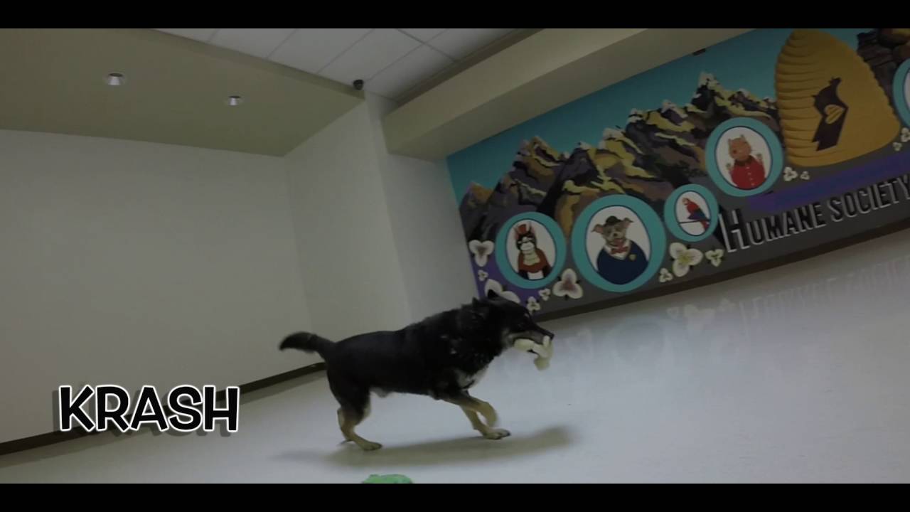 KRASH - Featured at the Humane Society of Utah on Comcast Xfinity