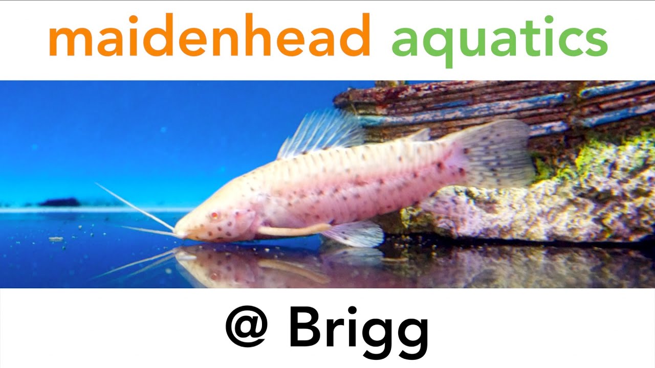 Maidenhead Aquatics @ Brigg