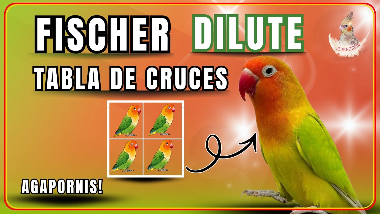 ¡FÓRMULA GENÉTICA! 🧬 TABLA de Cruces para Obtener Fischer DILUTE RÁPIDO