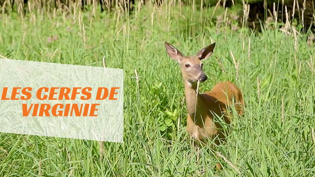 Les cerfs de Virginie