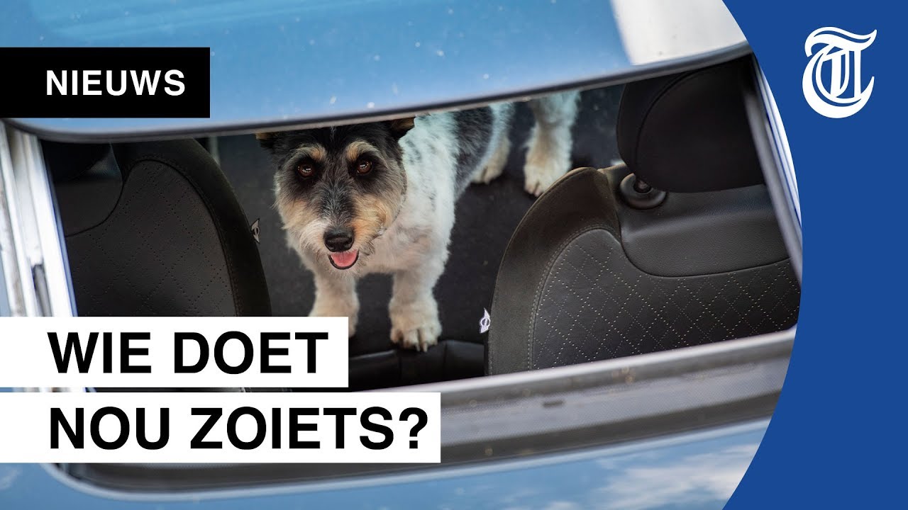 Hier wordt hond uit snikhete auto gered