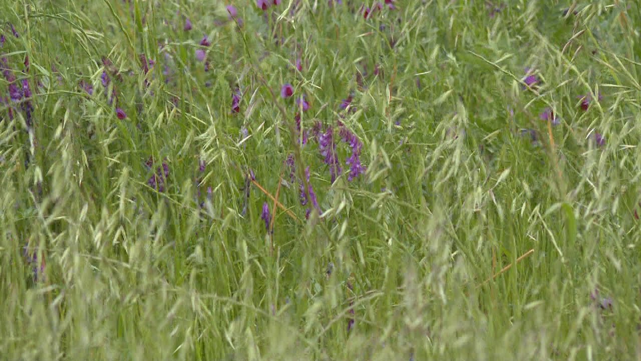 La veza gana adeptos-Campo salmantino 20 de mayo de 2024