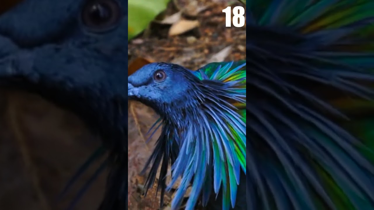 30 Most Beautiful Birds of Asia