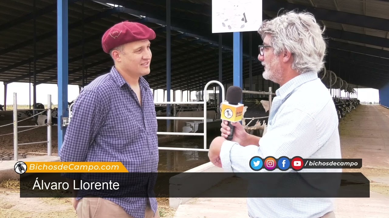 Álvaro Llorente, responsable del tambo con ordeñe robotizado Mitikile