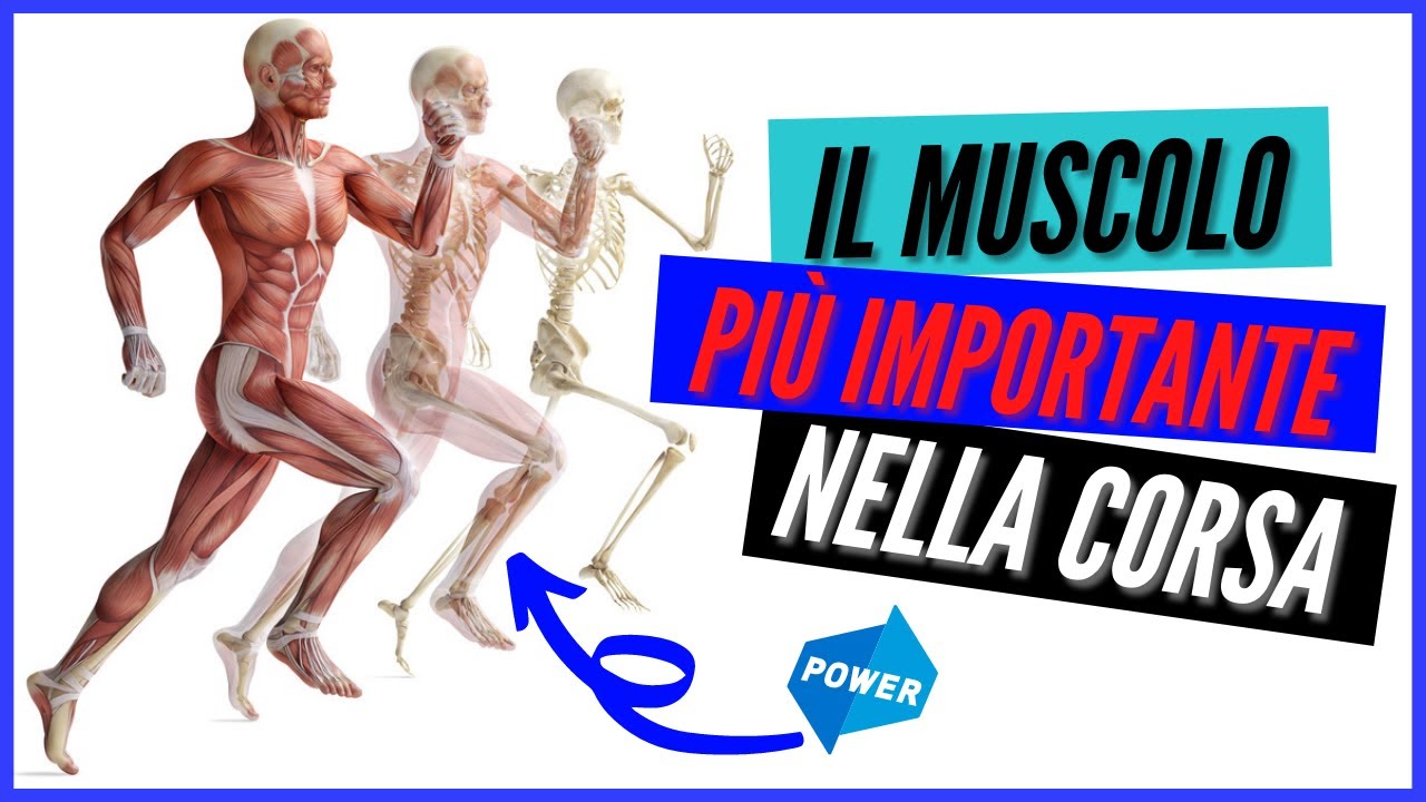 POTENZIAMENTO CORSA - IL MUSCOLO pi&ugrave; importante per correre e migliorare la performance