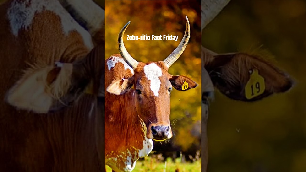 Zebu-rific Fact Friday! Protective Instincts in Zebu Cattle #farmlife #cattle #minicow #cow #zebu