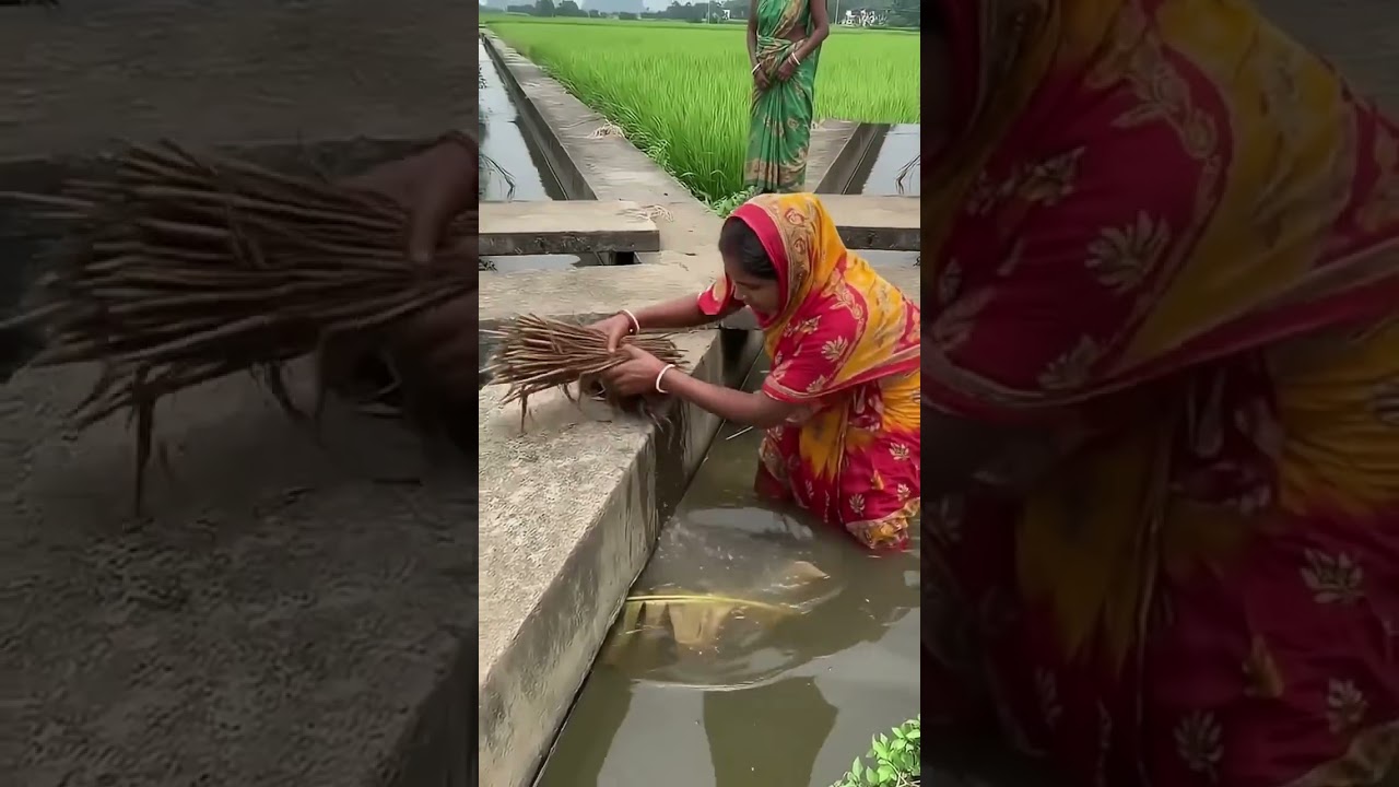 Smart Rice Field Irrigation | Farmer Clears Water Channel for Smooth Paddy Water Flow