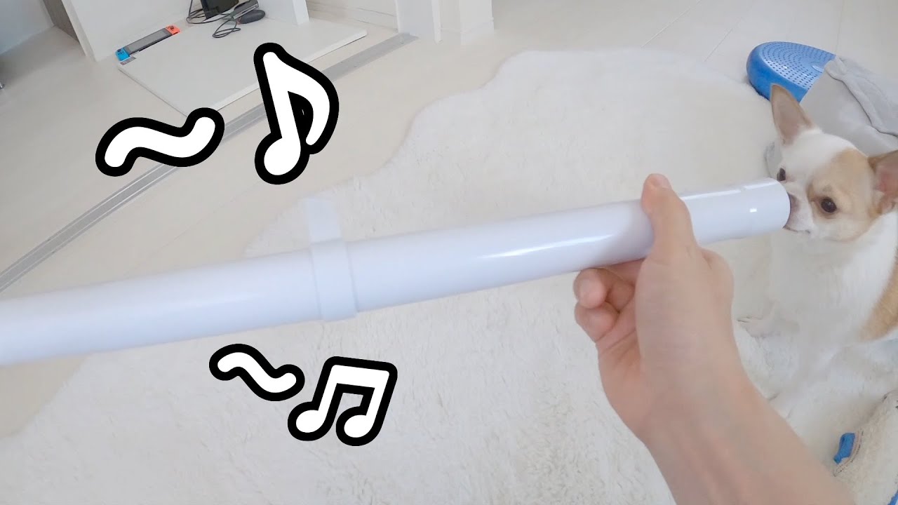 細長いものを見るととりあえず鼻息を増幅させて楽しむチワワ