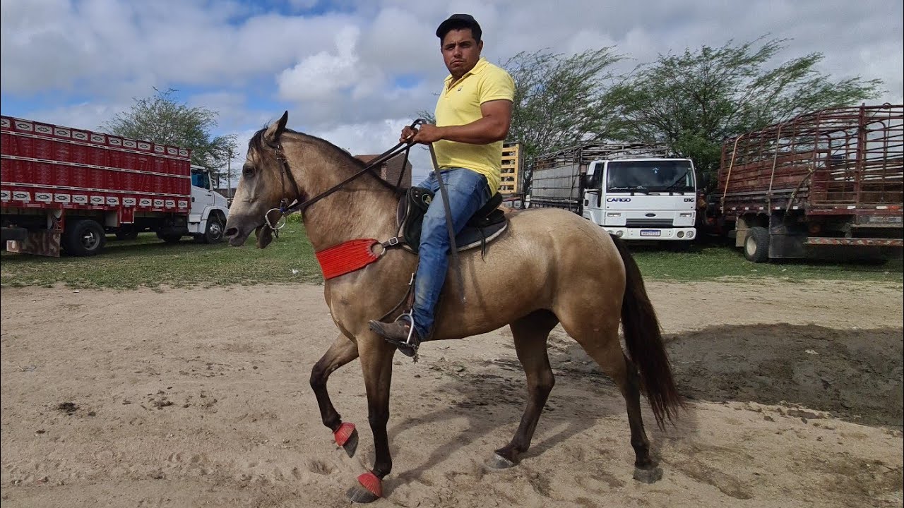 FEIRA DE CAVALOS DE CACHOEIRINHA PE, QUINTA FEIRA 11/05/2023