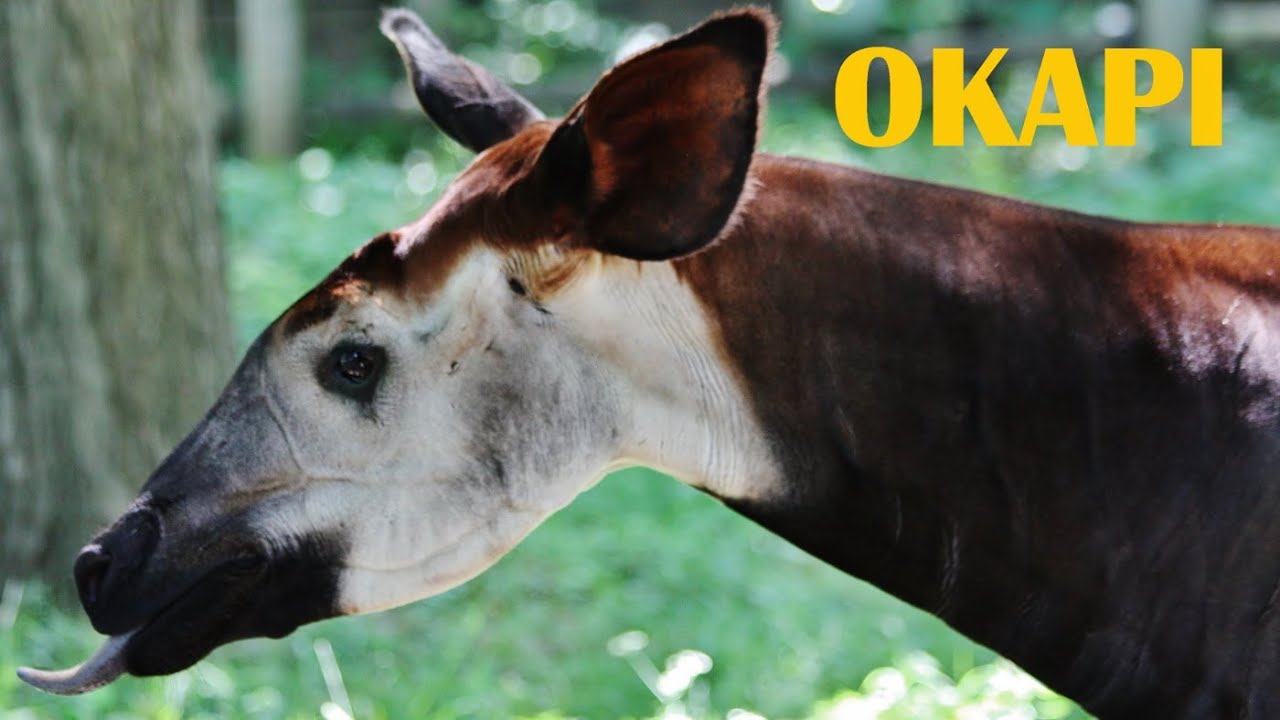 OKAPI - Animal Minute