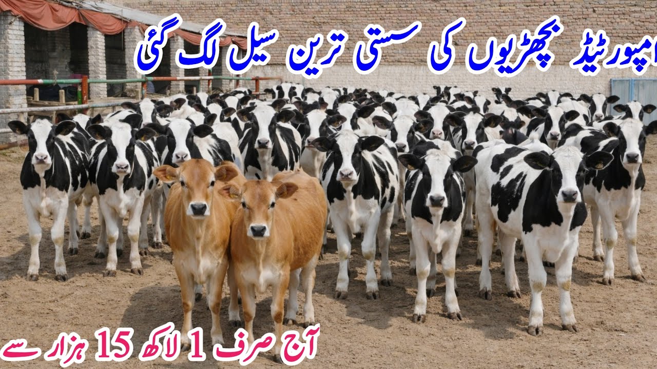 Imported HF Heifers For Sale 2026 | Friesian Cholistani Cross Cows For Sale In Punjab Pakistan 🇵🇰🐄