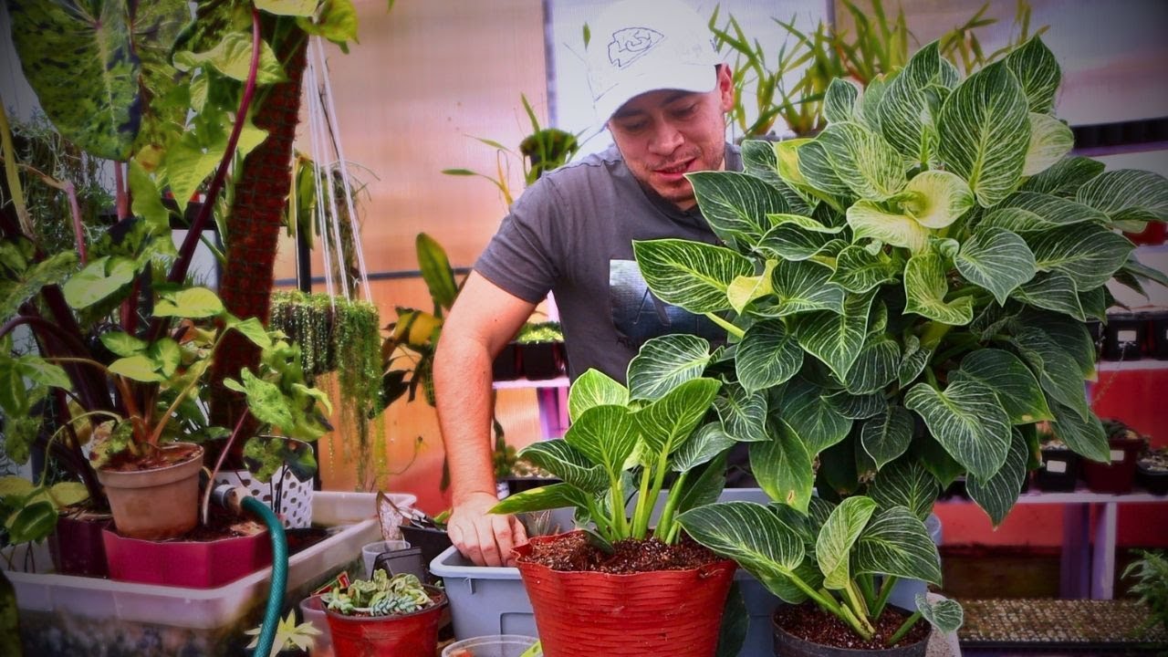 Como Cuidar y Reproducir Philodendron Birkin