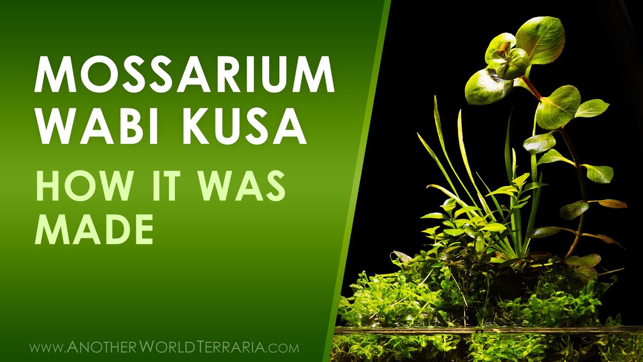 Mossarium LED Wabi Kusa (Build timelapse!)