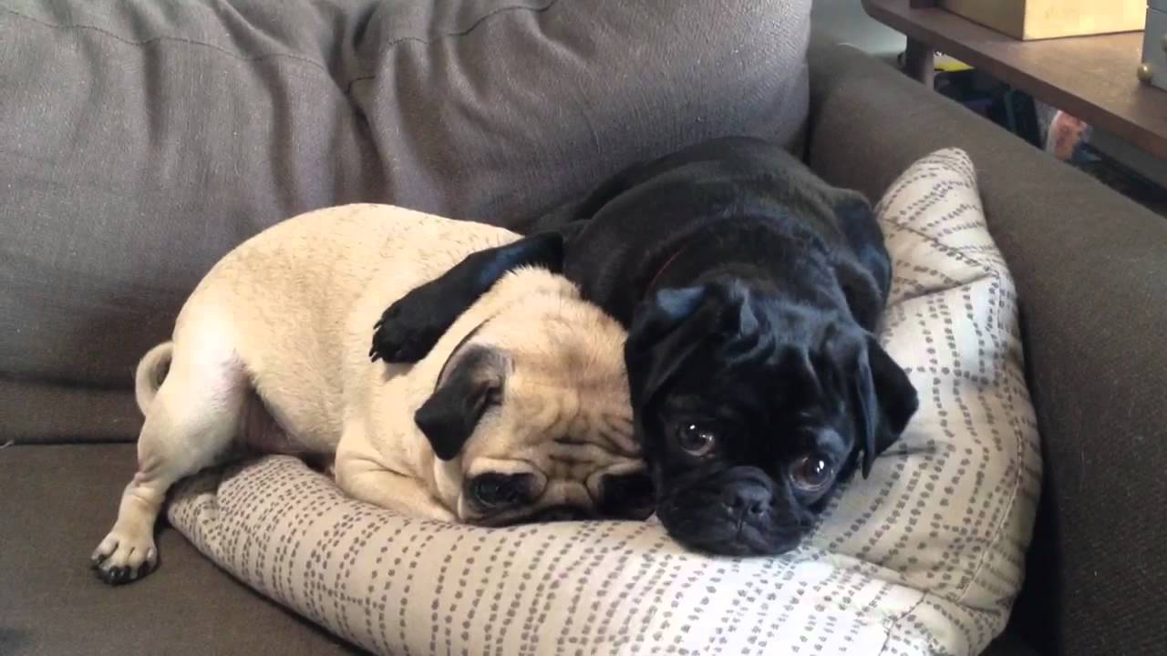 Two Sweet Pugs Napping