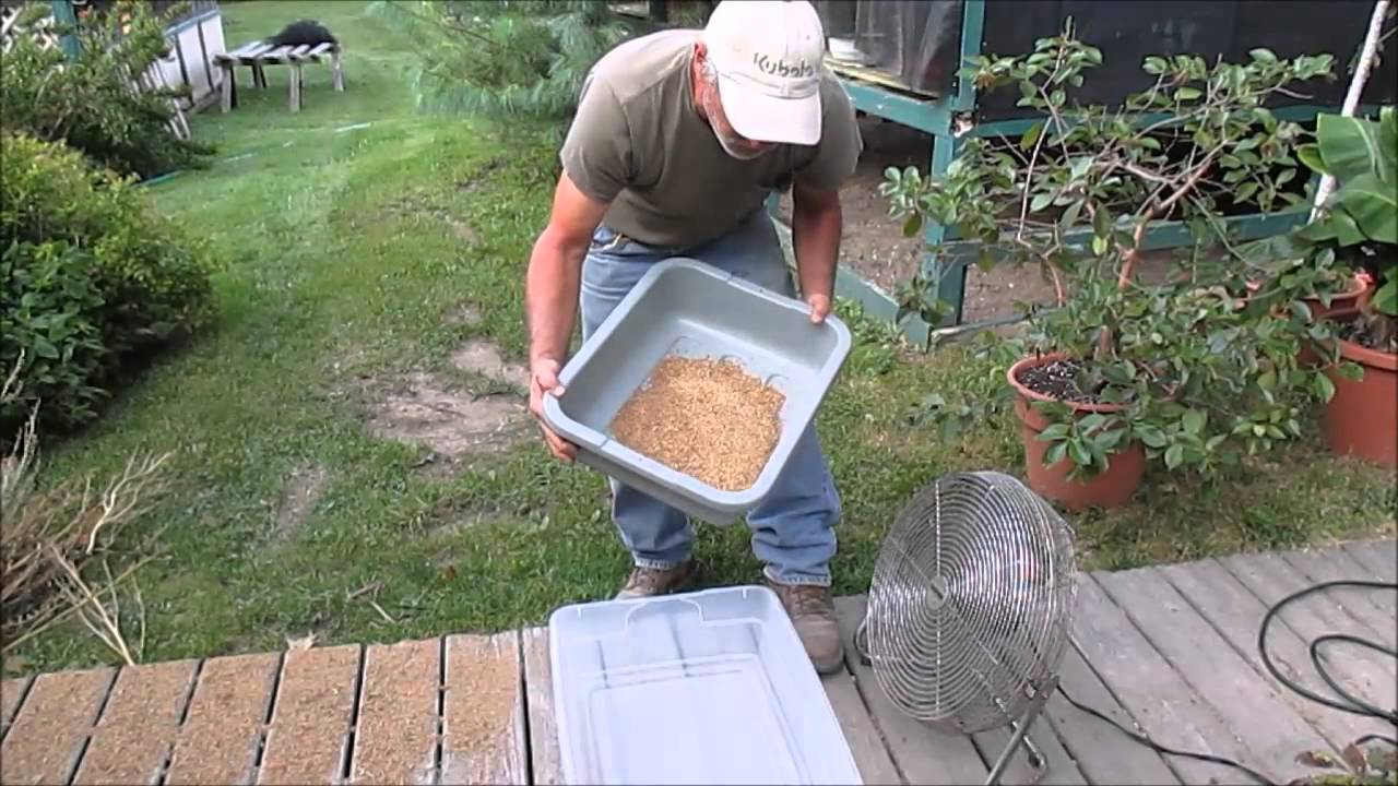 Processing Quinoa In Northern Indiana