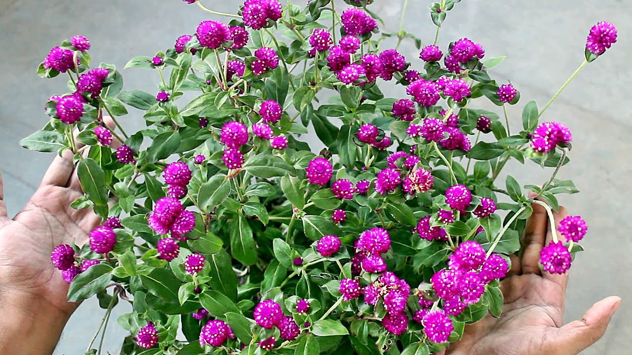 Growing Gomphrena from SEED & TRICKS for MAXIMUM Flowers