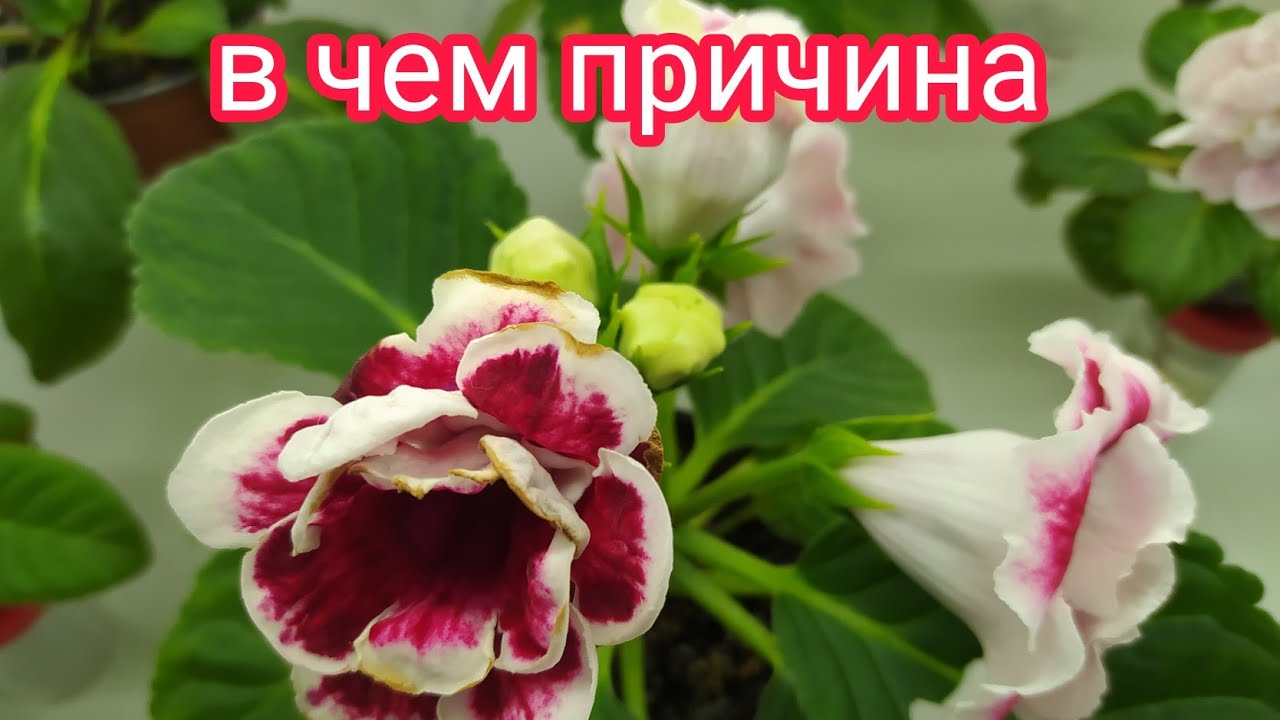 ПРОБЛЕМА С БУТОНАМИ ГЛОКСИНИИ,В ЧЕМ ПРИЧИНА.