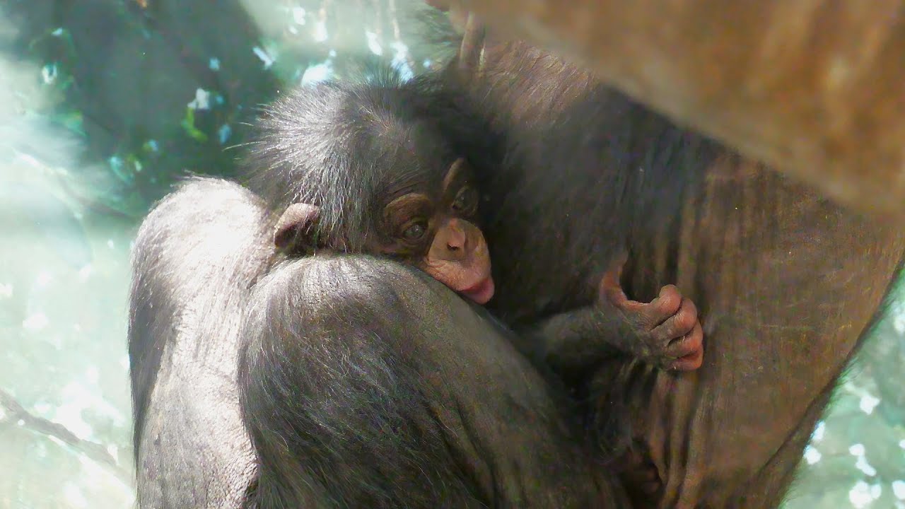赤ちゃんを抱くサチコを気遣う女王タマエ（Queen Tamae cares for Sachiko who is holding a baby.）　よこはま動物園ズーラシア　チンパンジー　202310