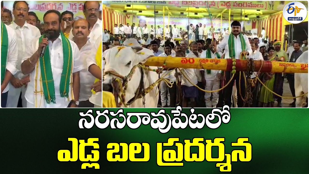 నరసరావుపేటలో ఒంగోలు జాతి ఎడ్ల బల ప్రదర్శన పోటీలు | Ongole Bull Strength Competitions in Narasaraopet