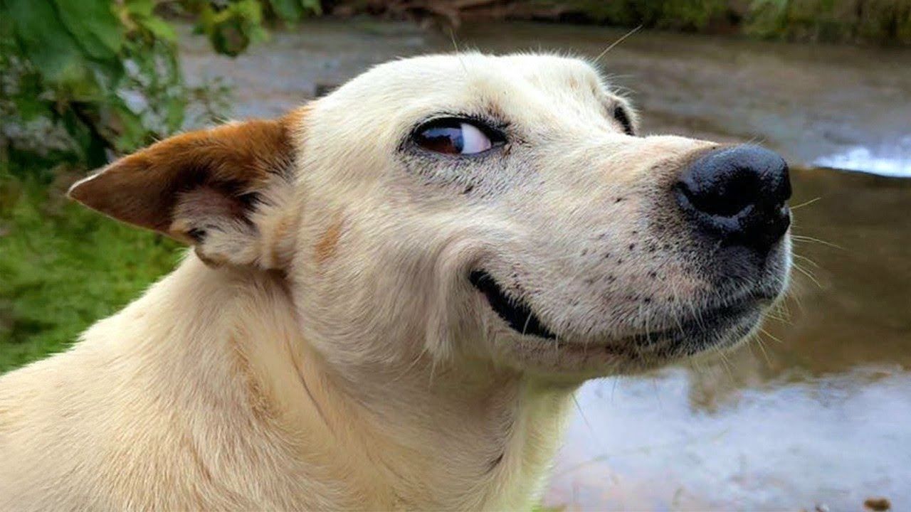 When Your Dog Thinks He's a Comedian 😂 Funny Dogs Video 2026