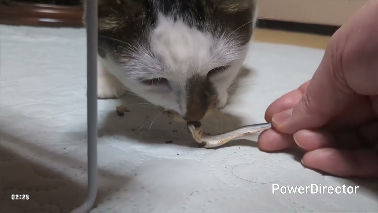 ニャアの夕食タイムトライアル(20260208)