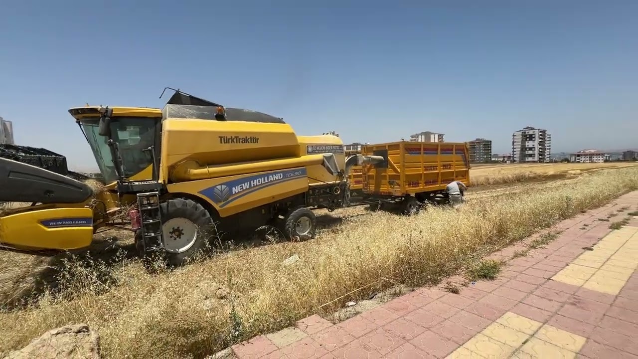 2024  buğday hasadı