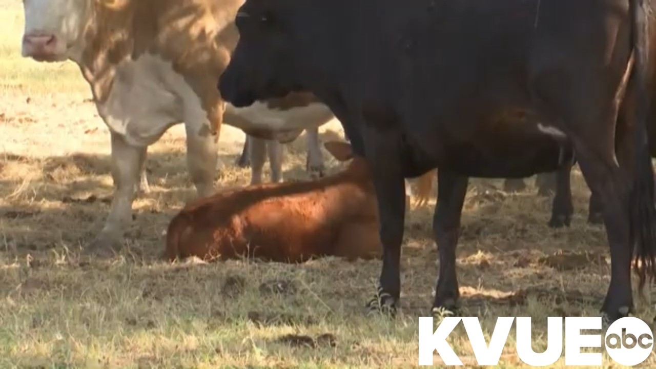 Some Central Texas farmers say heat impacting livestock