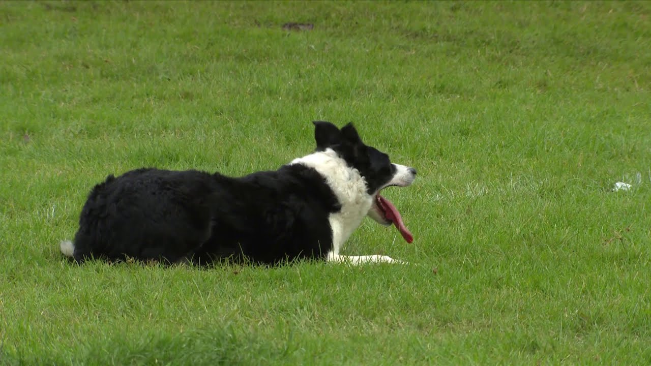 Treialon Cŵn Defaid Trinwy Ifanc | Sheep Dog Trials Young Handler