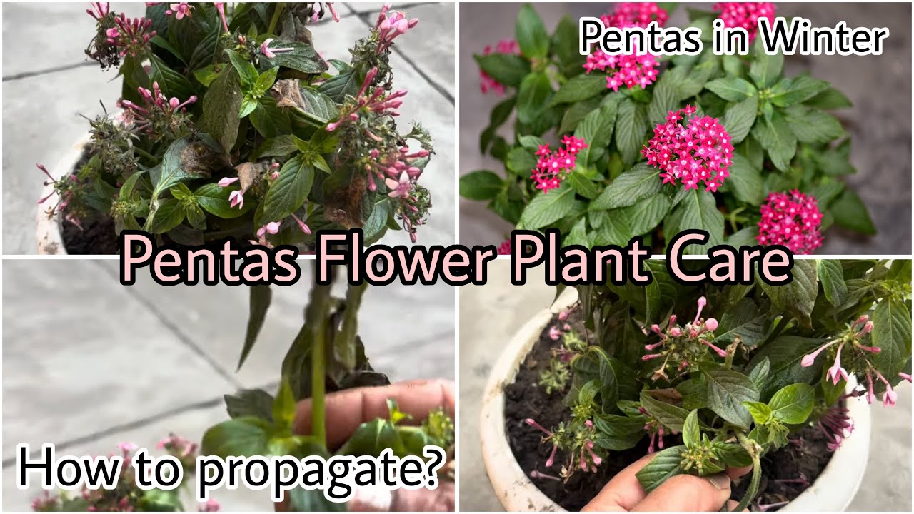 Pentas Flower Plant Care | How to propagate pentas | Pentas in Winters 🪴  