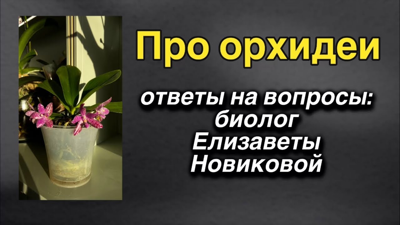 Елизавета Новикова отвечает на ваши вопросы ПРЯМО СЕЙЧАС! 🔥🔥🔥