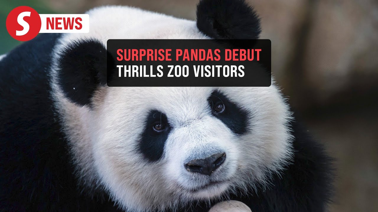 Chen Xing and Xiao Yue's magical debut at Zoo Negara delight young and old