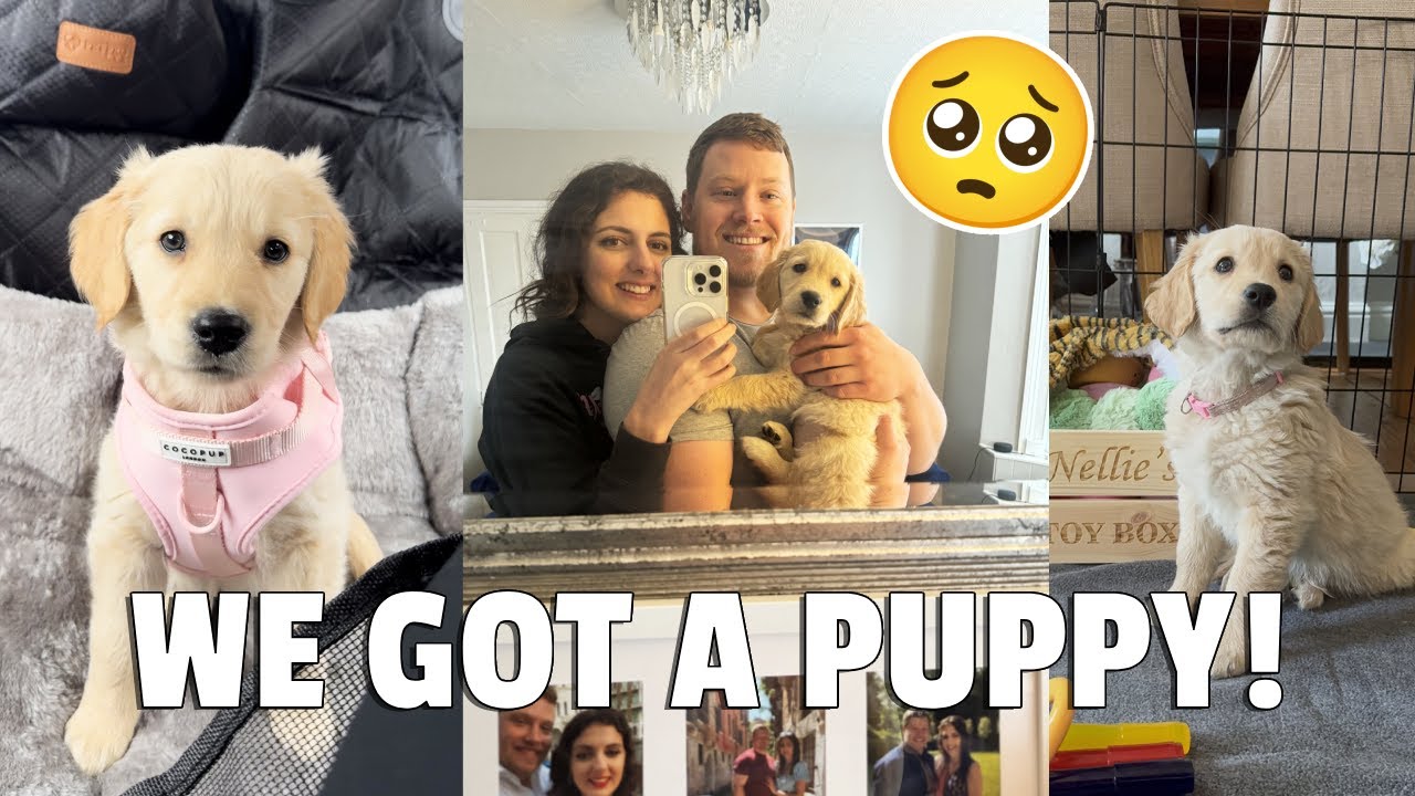 PICKING UP OUR GOLDEN RETRIEVER PUPPY!