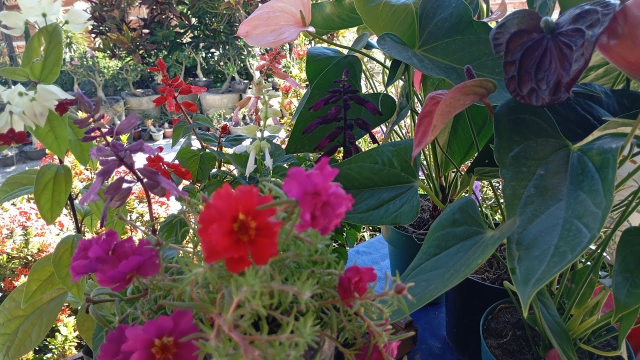 Jardim florido comprei Flores de sol pleno,plantas que dão lindas Flores, para jardim, replantes 