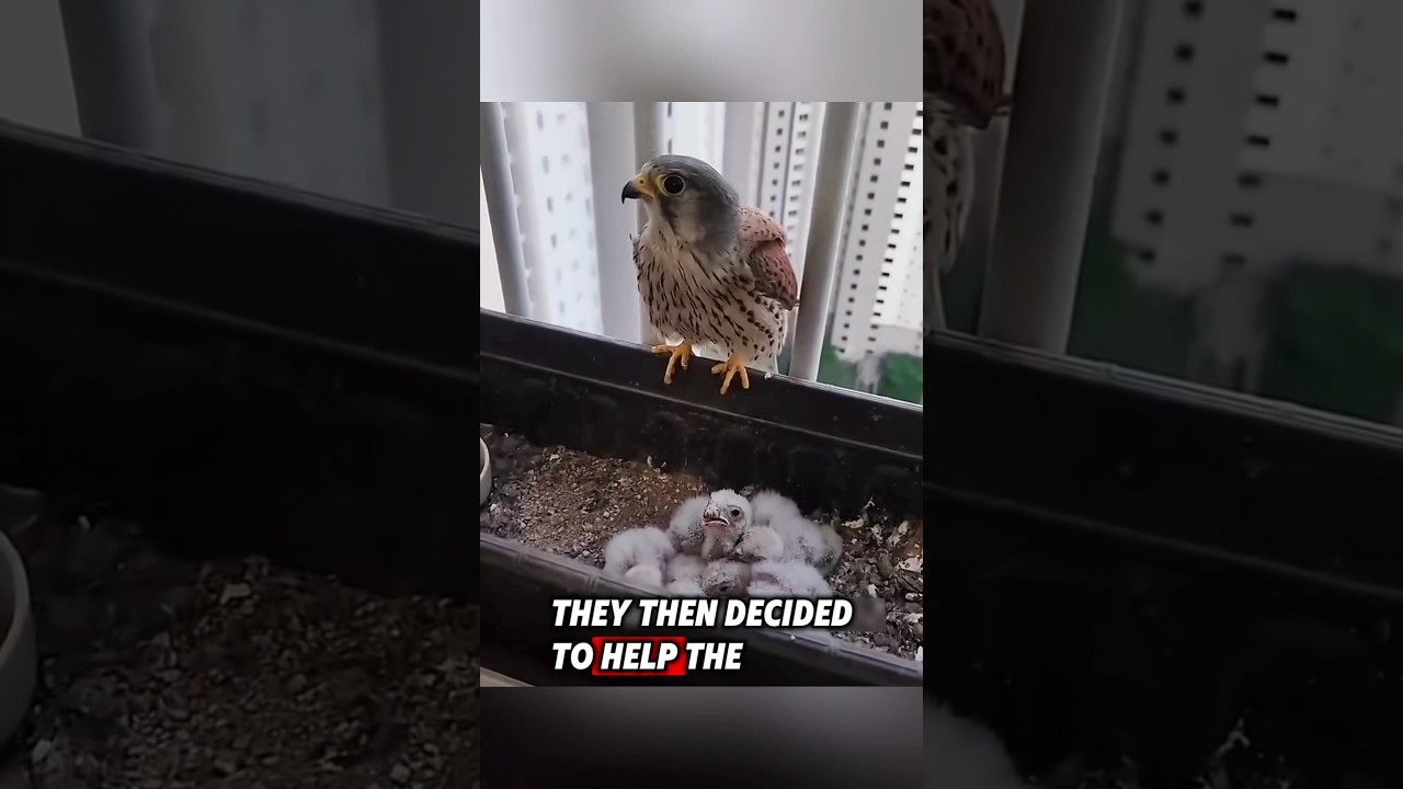 This family helped a couple of kestrel birds to raise their babies 